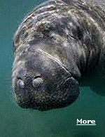 Florida manatees are found in shallow, slow-moving rivers, bays, estuaries and coastal water ecosystems of the southeastern United States.
